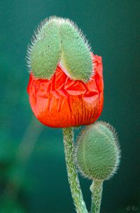 papaver-023