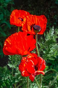 papaver-037